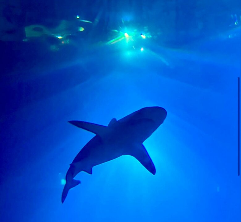 ​An underwater adventure at The Deep