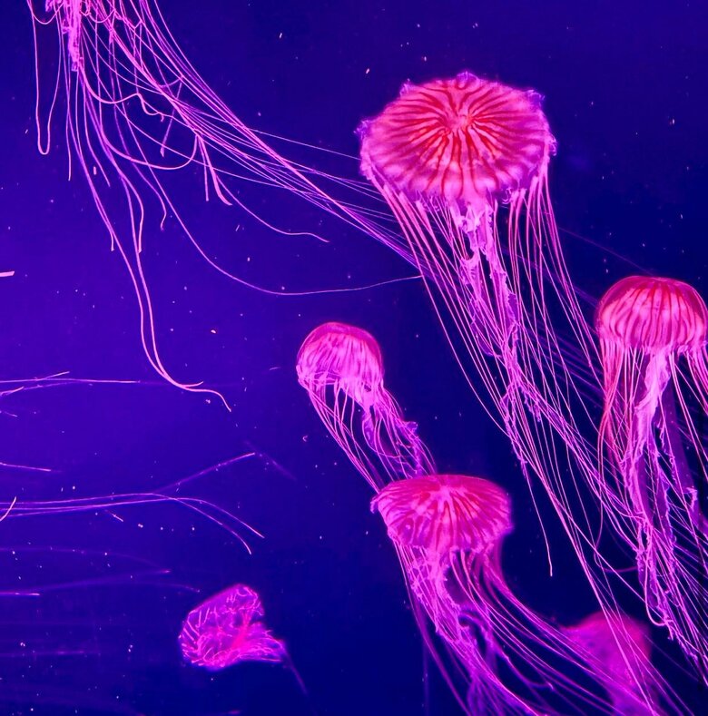​An underwater adventure at The Deep